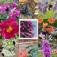 Insekten, Insektenfutter, Natur, Gartenfreude, Lektorengärtchen