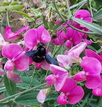 Schwarzbiene auf Wickenblüte, Wildbienen, Bienenfutter, Natur, Lektorengärtchen