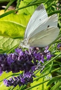 Schmetterling auf Lavendelblüten, Lektorengärtchen, Sammlung Gartenzitate