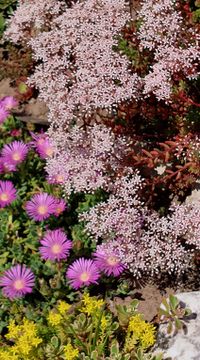 Steingarten mit Mittagsblumen, Sommerblüher, Gartenspaß, Lektorengärtchen