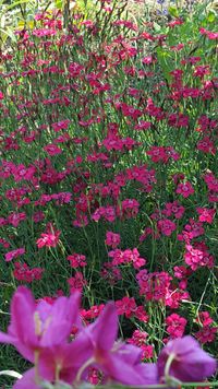 Garten-Heide-Nelke, Blütenfülle, Lektorengärtchen