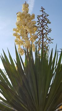 Yukka-Palme, Palmlilie, Blütenstand, Gartenfreude, Lektorengärtchen