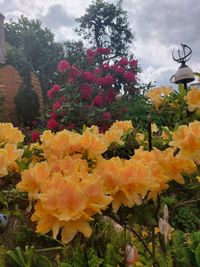 Azalee, Rhododendron, Blütenpracht, Lektorengärtchen
