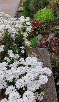Schleifenblume, weiße Blüten, Frühling, Mai, Lektorengärtchen