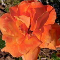 Edel-Rose, orange-gelb, Garten, Blüten, Natur, Lektorengärtchen