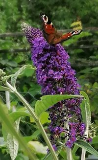 Schmetterling auf Sommerflieder-Blüten, Lektorengärtchen, Natur