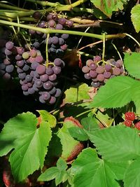 rote Weintrauben, Lektorengärtchen, Garten, Natur