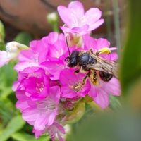 Wildbiene auf Blüte, Grasnelke, Gartenfreude, Gartenzitate, Lektorengärtchen